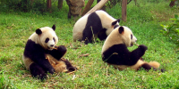 Centro di Protezione dei Panda - Chengdu