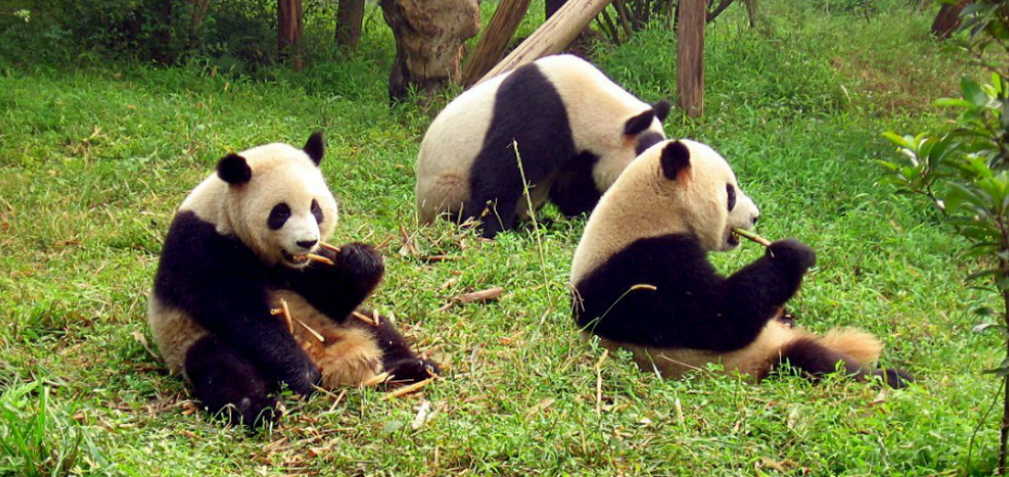 Centro di Protezione dei Panda - Chengdu