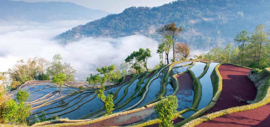Yuanyang