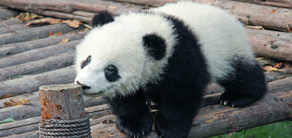 Centro di Protezione dei Panda Giganti Chengdu