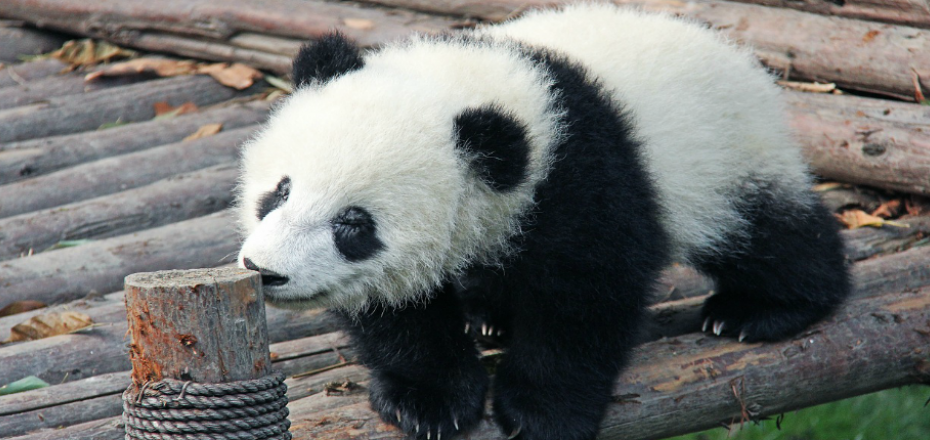 Chengdu Research Base of Giant Panda Breeding