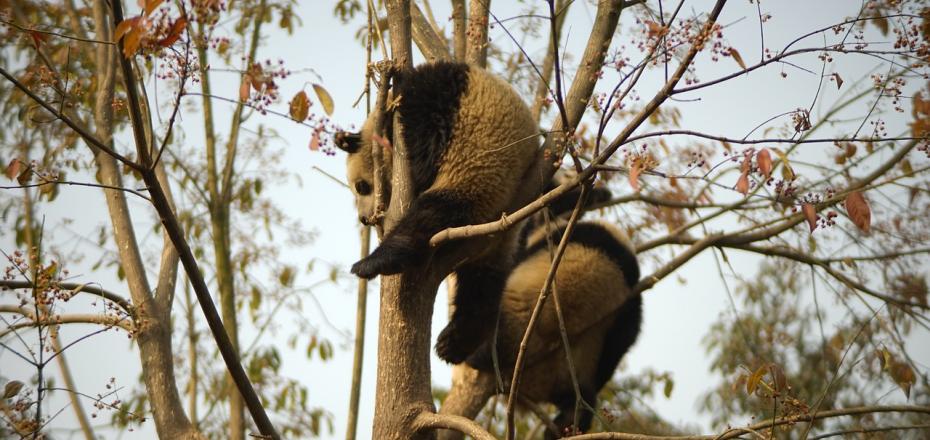 Centro di Protezione dei Panda Giganti Chengdu